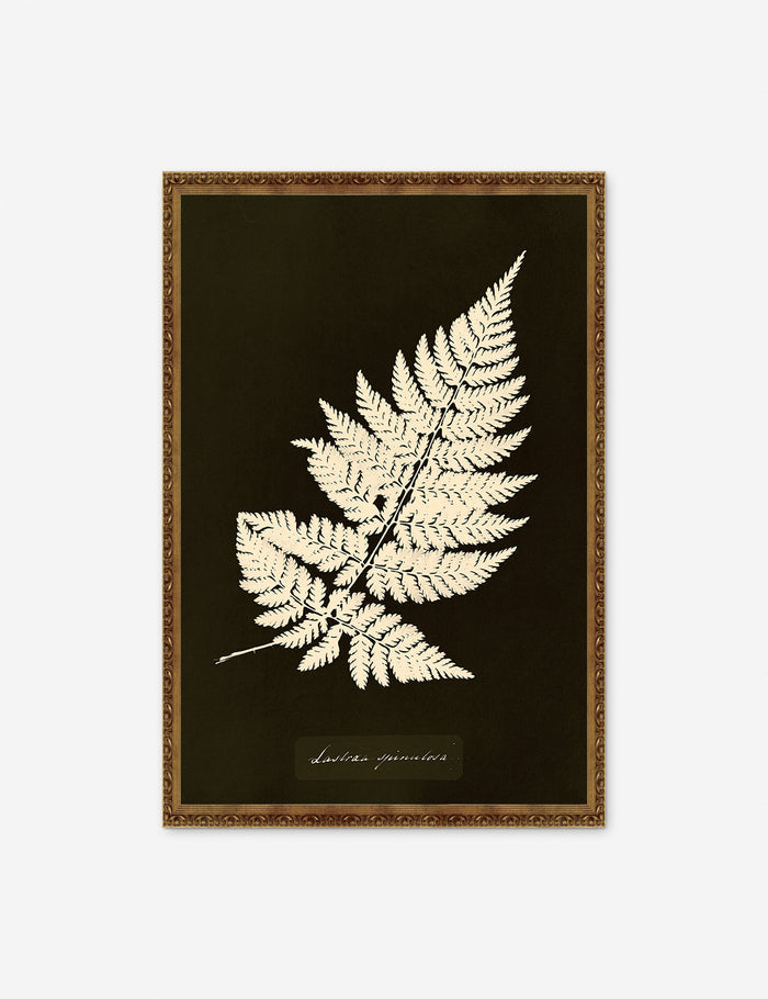#color::ornate-gold #size::115--x-16- #size::21--x-30-
